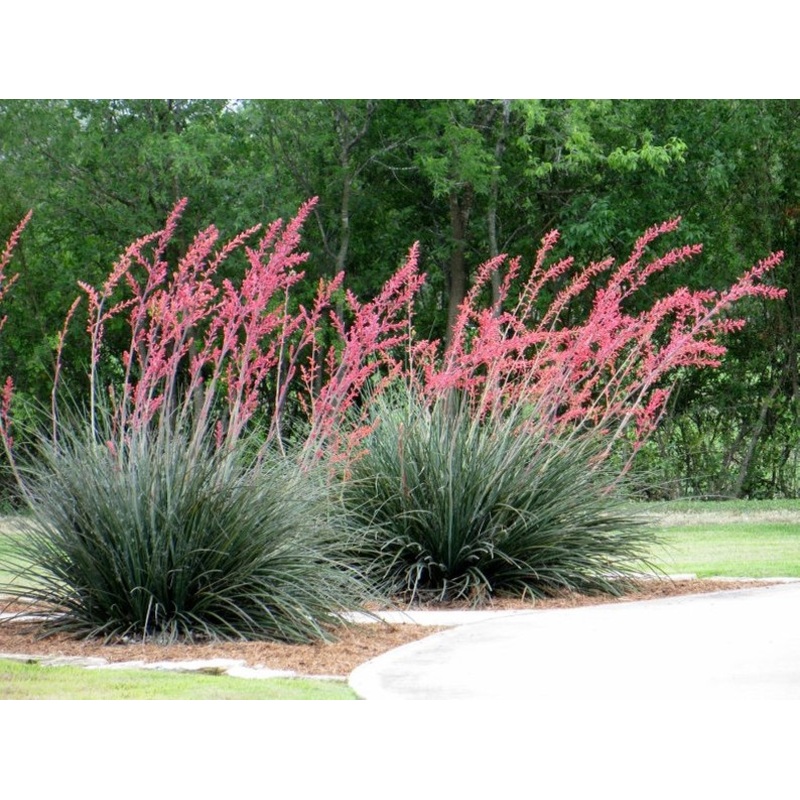Hesperaloe parviflora –Red Yucca–