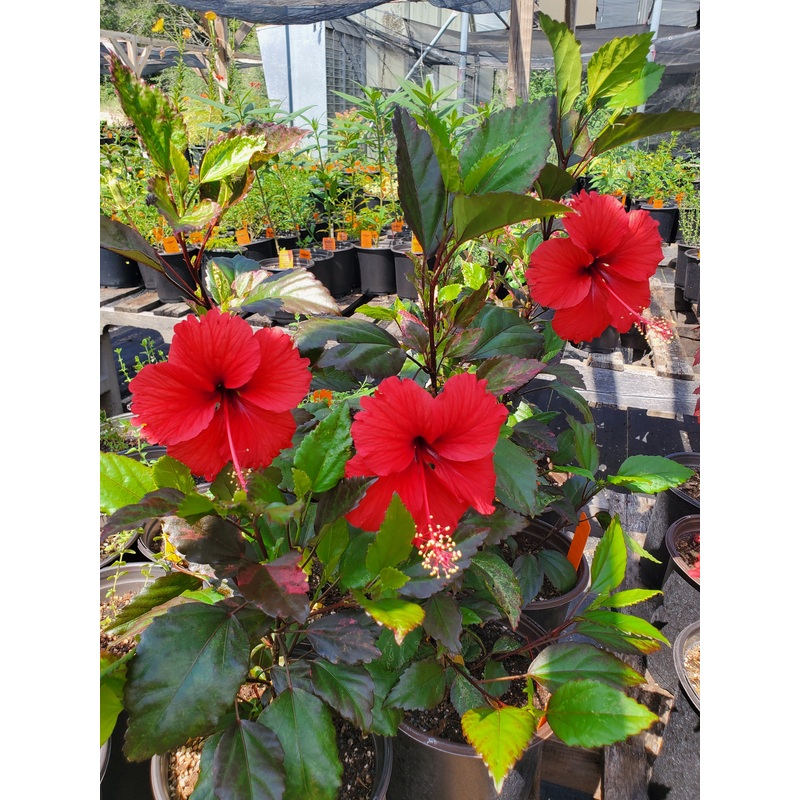 Hibiscus cooperi –Cooper’s Variegated Hibiscus–