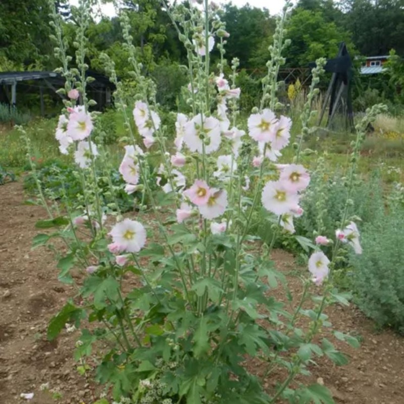 HOLLYHOCK ‘Pastels’ –Alcea rosea–