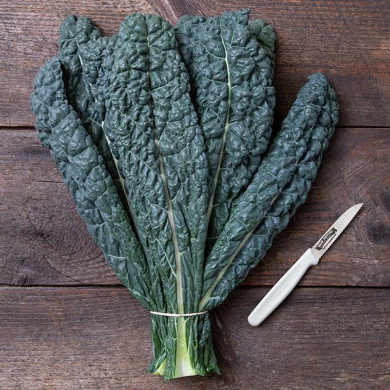 KALE ‘Black Jack Dinosaur’|4″ square pot