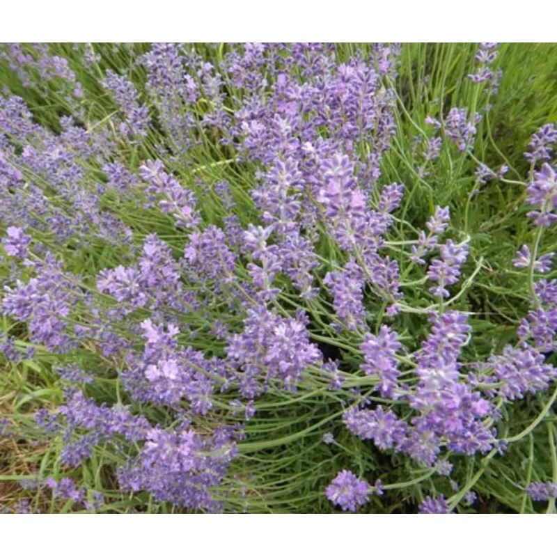 LAVENDER ‘Czech’ –Lavandula angustifolia ‘Krajova’–