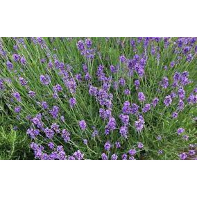 LAVENDER ‘Munstead’ –Lavandula angustifolia–