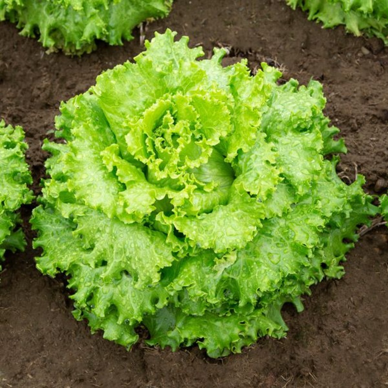 LETTUCE ‘Albachiara’|4″ square pot