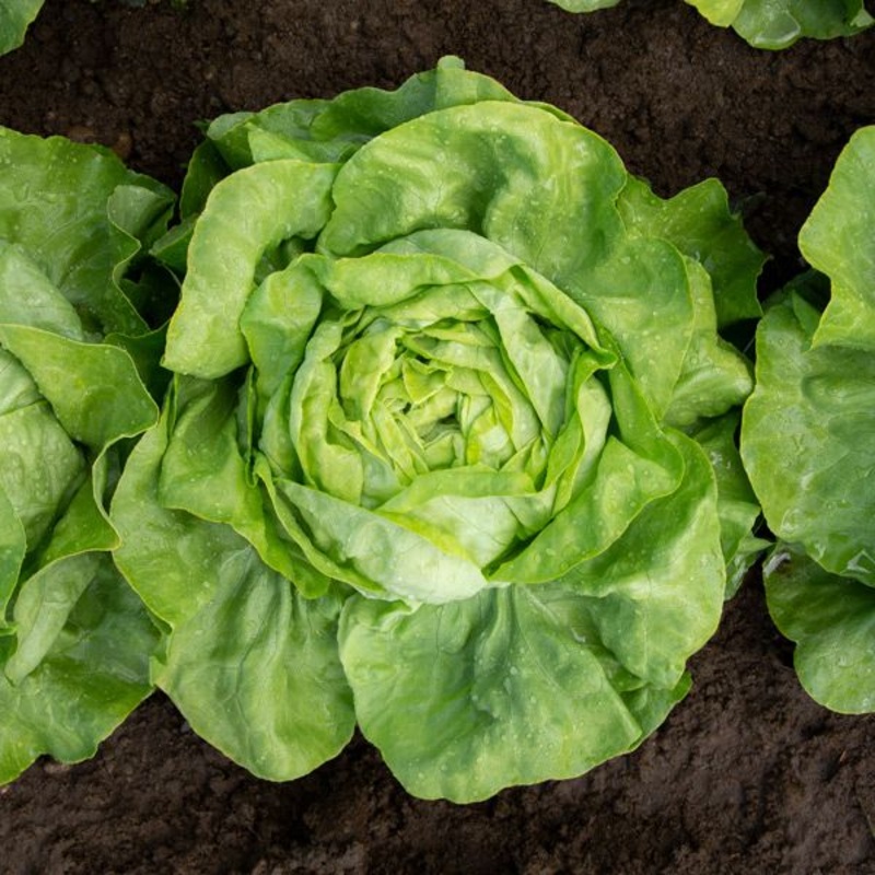 LETTUCE ‘Milagro’|4″ square pot