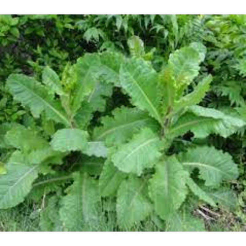 LETTUCE ‘Wild’ –Lactuca virosa–