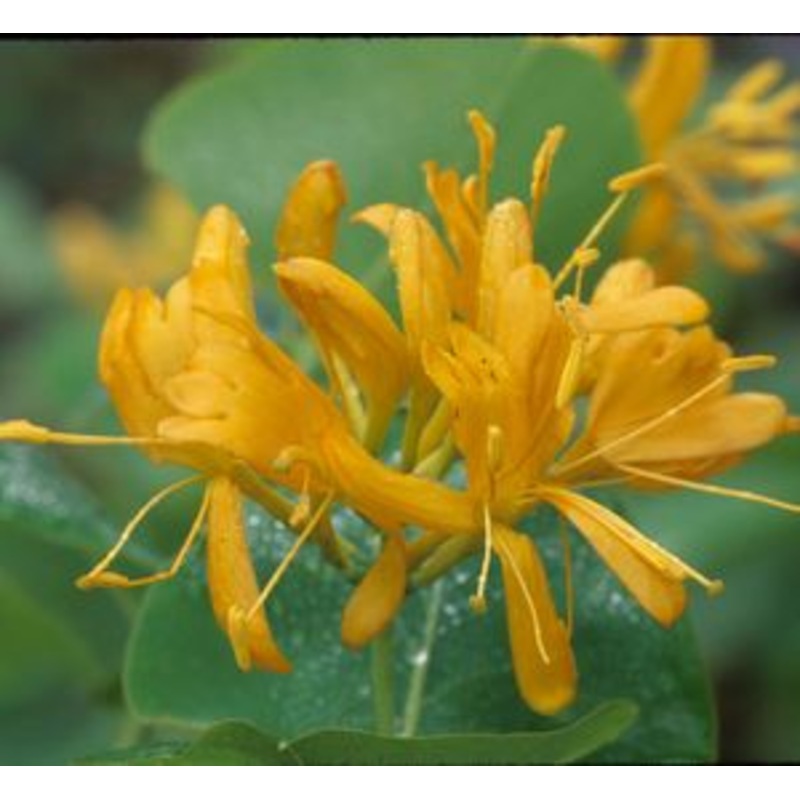 Lonicera flava –Yellow Honeysuckle–