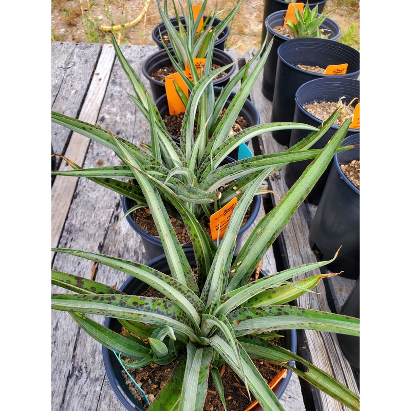 Mangave ‘Arctic Fox’|1 GALLON pot