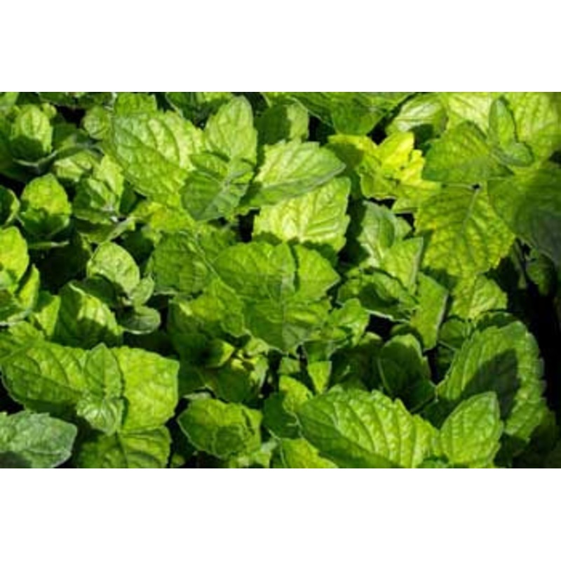 MINT ‘Grapefruit’ –Mentha piperita ‘Grapefruit’–