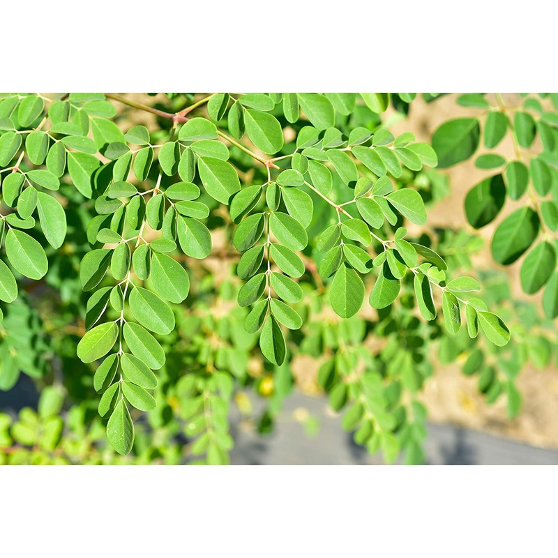 MORINGA ‘Dwarf’ –Moringa oleifera ‘PKM 1’–
