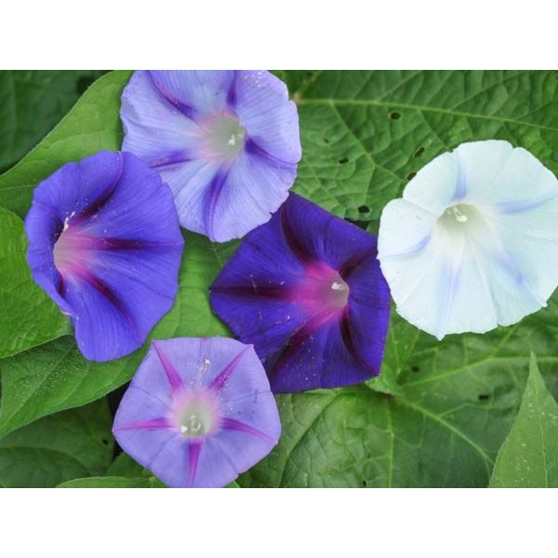 MORNING GLORY ‘Hazelwood Blues’