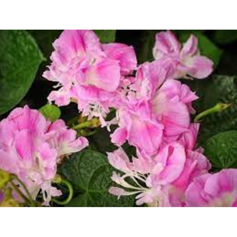 MORNING GLORY ‘Split Second’|4″ square pot