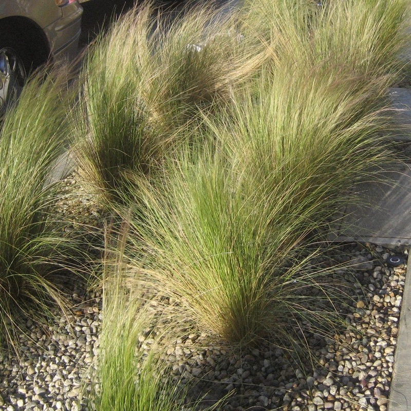 Nassella tenuissima –Mexican Feather Grass–