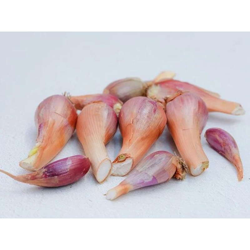 ONION ‘Red Catawissa Walking’ –Allium proliferum–