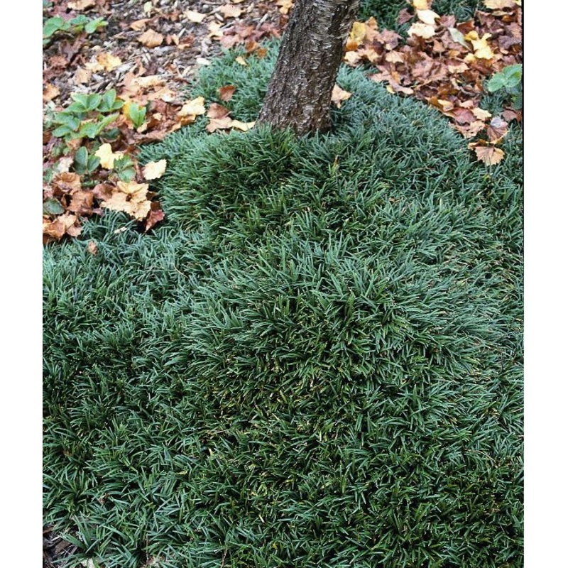 Ophiopogon japonicus ‘Gyoku-Ryu’ –Dwarf Mondo Grass–