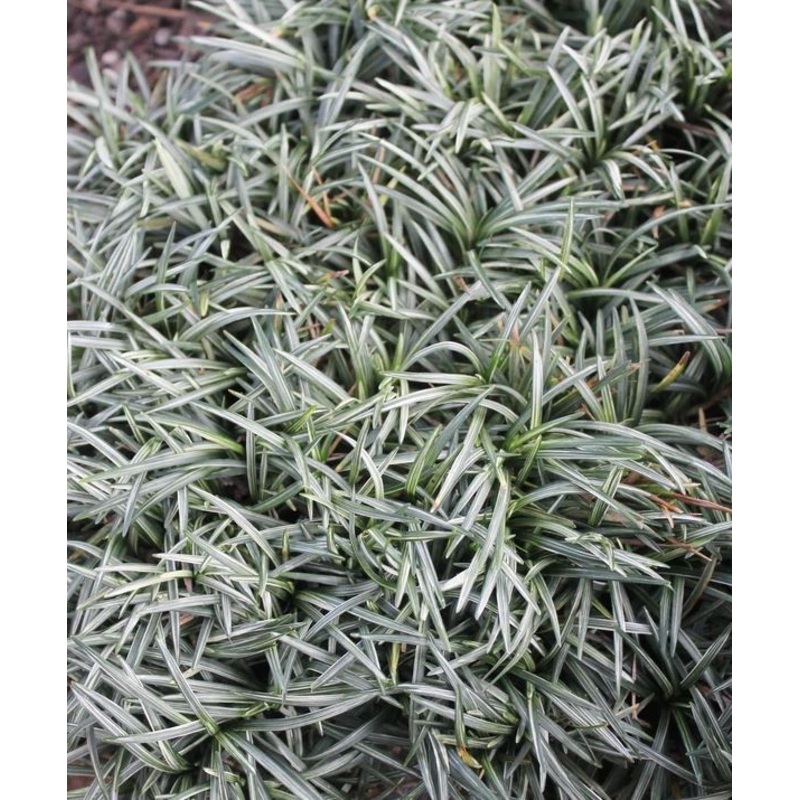 Ophiopogon japonicus ‘Snow Globe’ –Dwarf Striped Mondo Grass–
