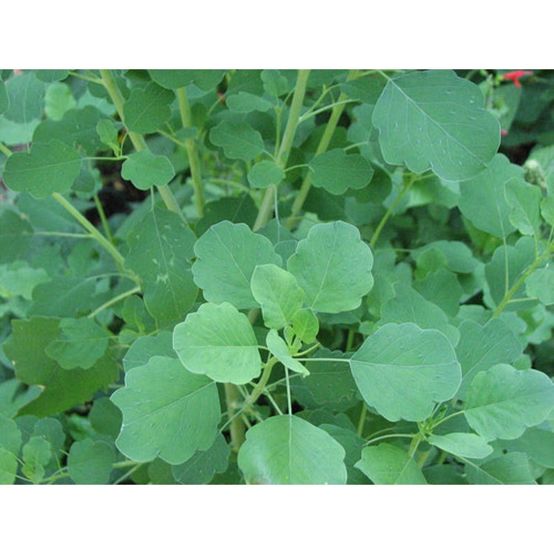 PAPALO –Porophyllum ruderale–