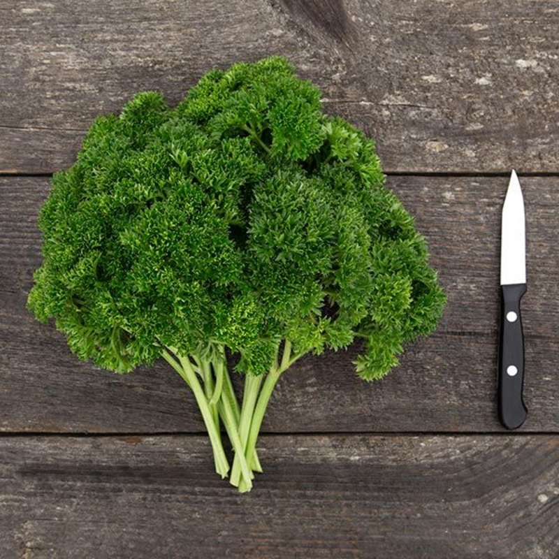PARSLEY ‘Grune Perle’ –Petroselinum crispum–