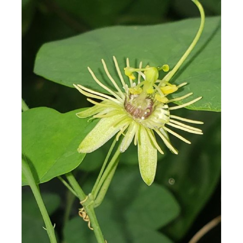 PASSIONFLOWER ‘Native Yellow’ –Passiflora lutea–