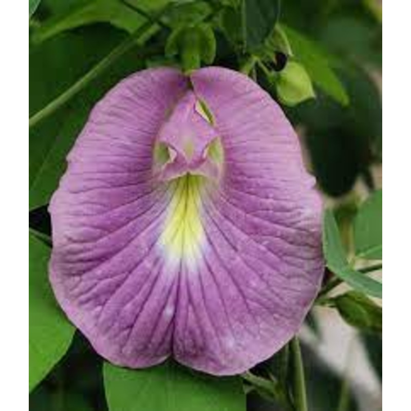 PEA ‘Lavender Queen Butterfly’ –Clitoria ternatea–