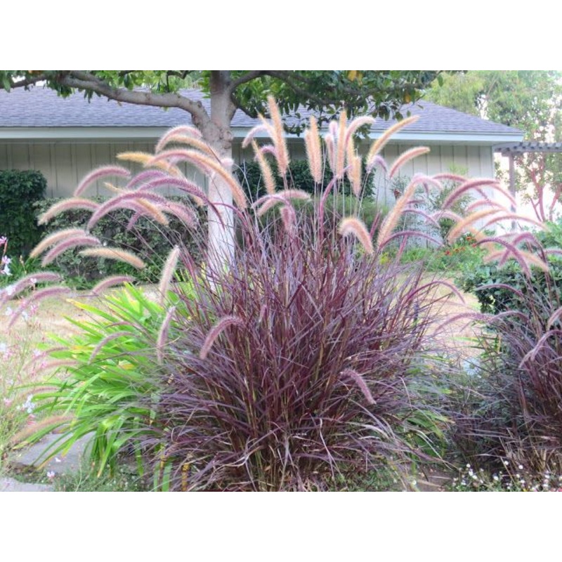 Pennisetum setaceum ‘Rubrum’ –Purple Fountain Grass–