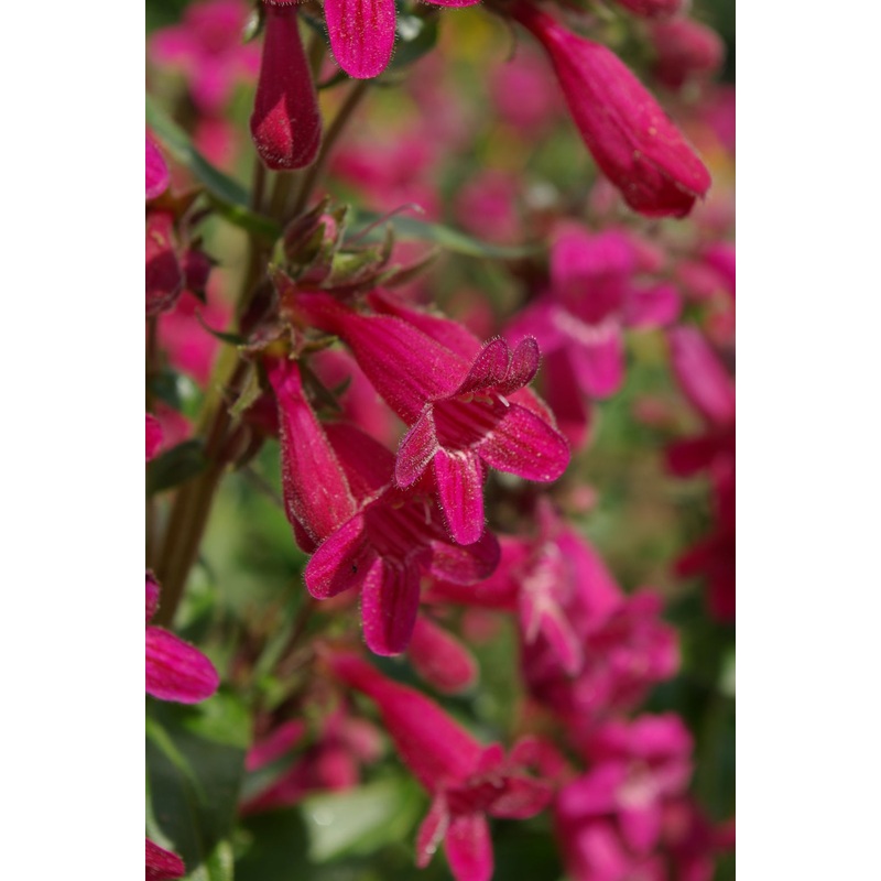 Penstemon triflorus –Scarlet Penstemon–