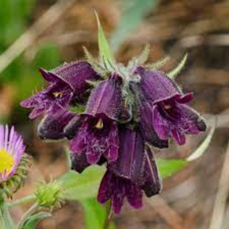 Penstemon whippleanus –Chocolate Drop Penstemon–