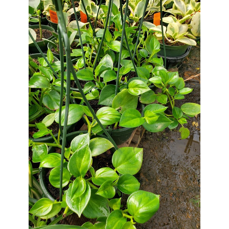 Peperomia acuminata|6″ hanging basket