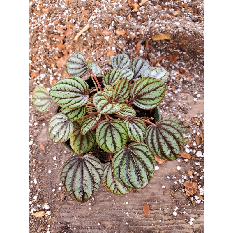 Peperomia albovittata ‘Piccolo Banda’