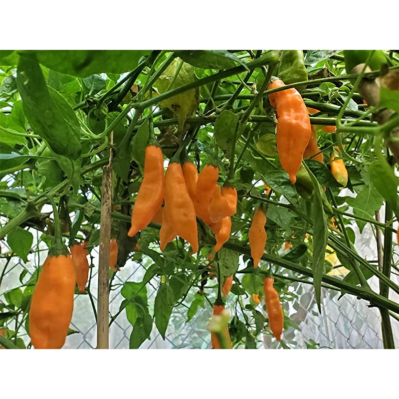 PEPPER ‘Aj Mango’|1 GALLON pot