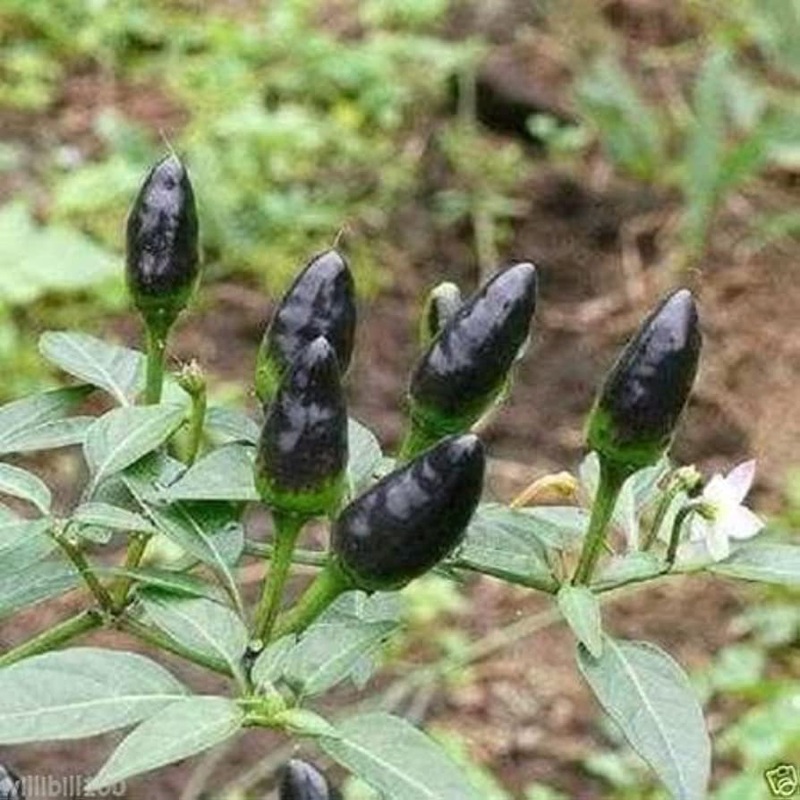 PEPPER ‘Black Chile Pequin’|1 GALLON pot