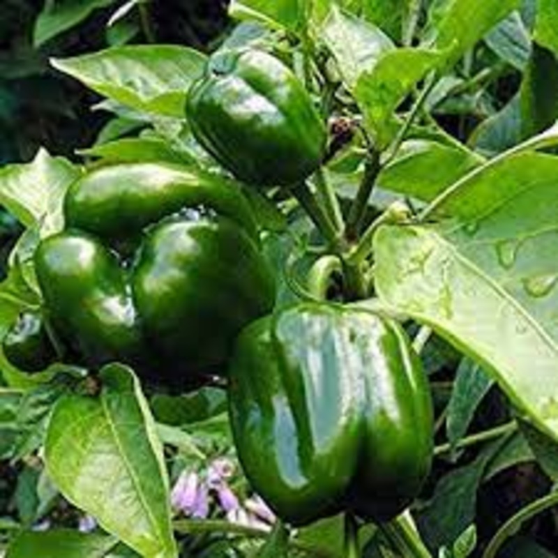 PEPPER ‘Emerald Giant’|4″ square pot