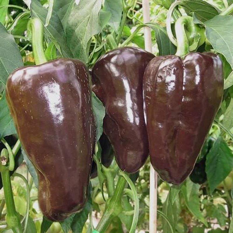 PEPPER ‘Mulato Isleno’|1 GALLON pot