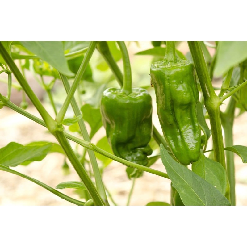 PEPPER ‘Padron’|4″ square pot