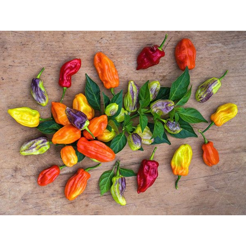 PEPPER ‘Tobago Seasoning’|4″ square pot
