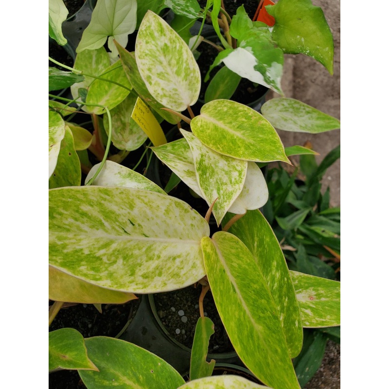 Philodendron erubescens ‘Painted Lady’