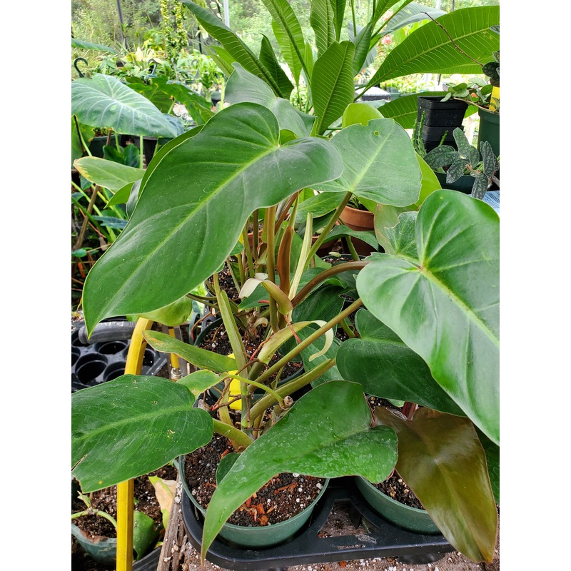 Philodendron erubescens ‘Red Emerald’