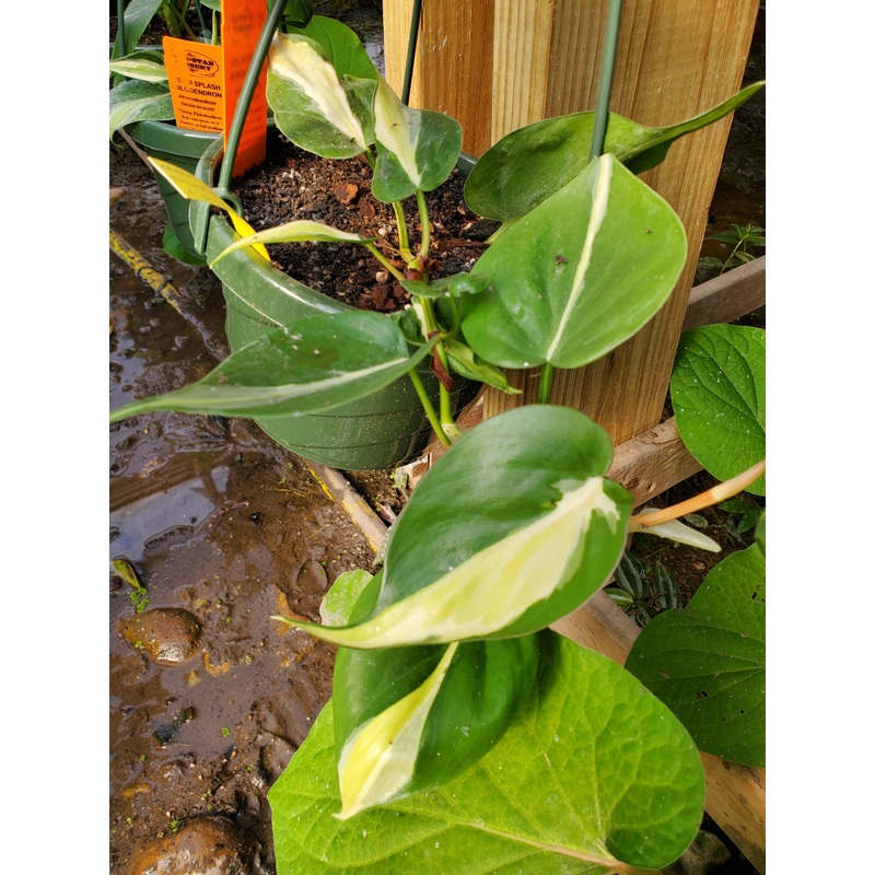 Philodendron hederaceum –Cream Splash Philodendron–