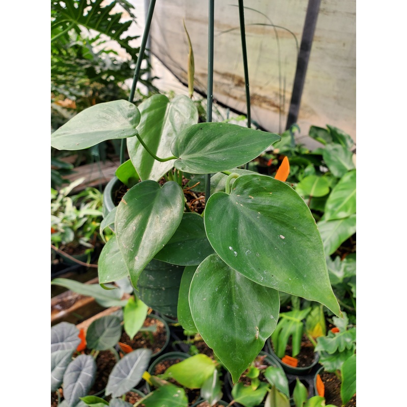 Philodendron hederaceum –Green Splash Philodendron–