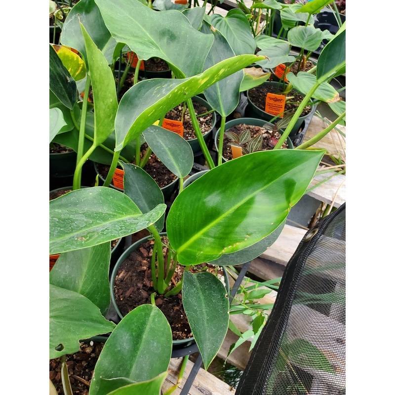 Philodendron ‘Imperial Green’|6″ round pot