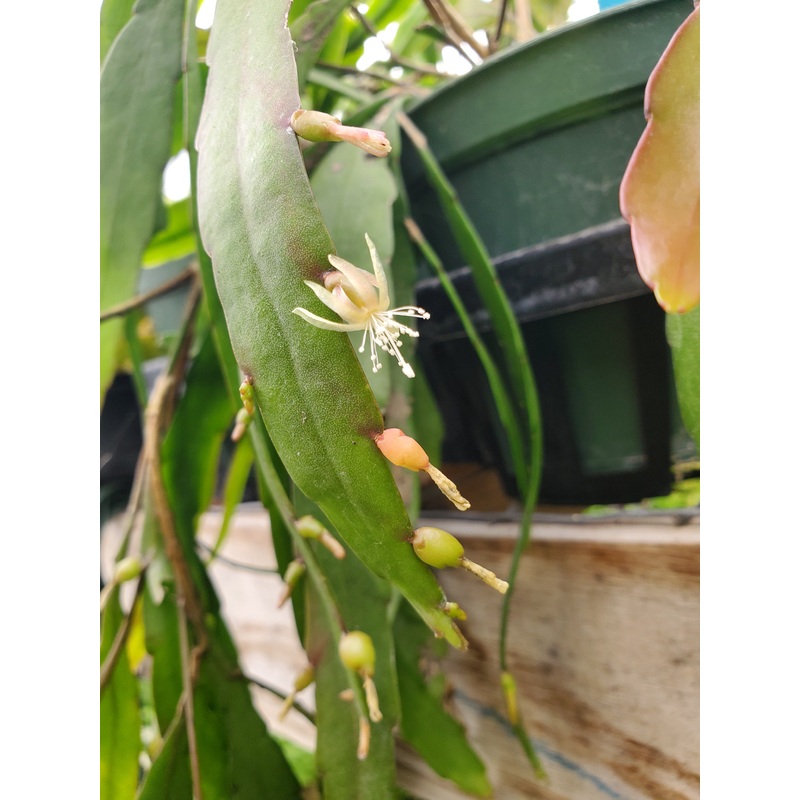 Pseudorhipsalis ramulosa –Red Rhipsalis–