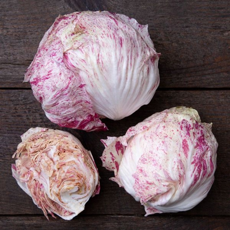RADICCHIO ‘Rosa Scarlatta’|4″ square pot