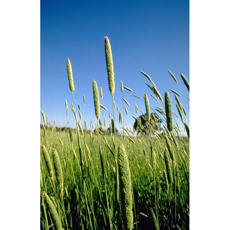 REED CANARY GRASS –Phalaris aquatica–
