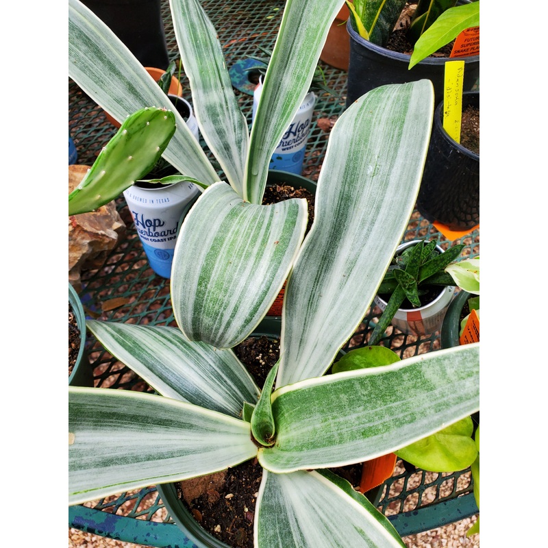 Sansevieria trifasciata –Sayuri Snake Plant–