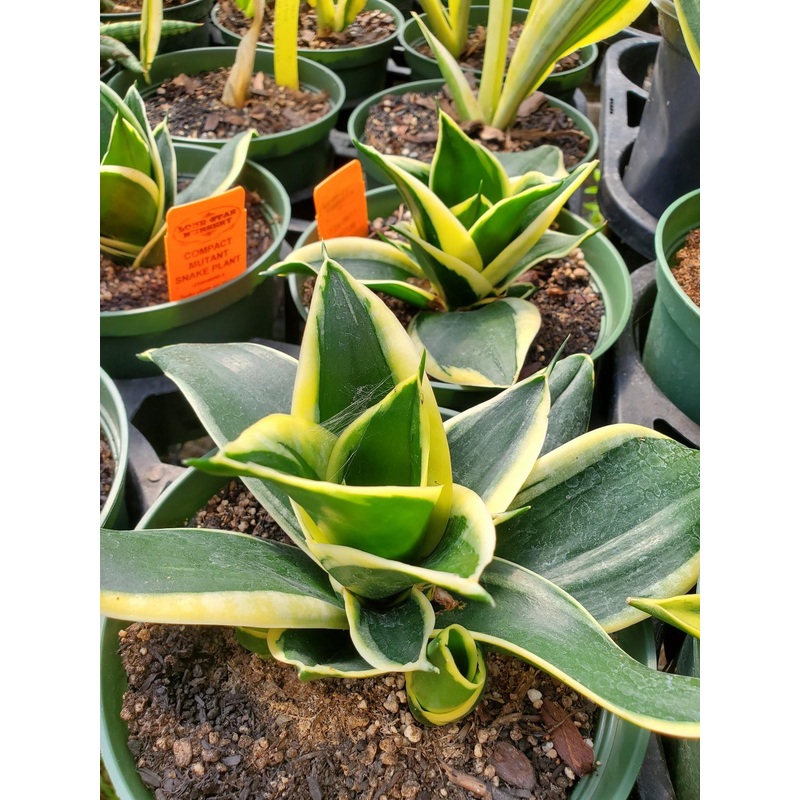 Sansevieria x. –Compact Mutant Snake Plant–
