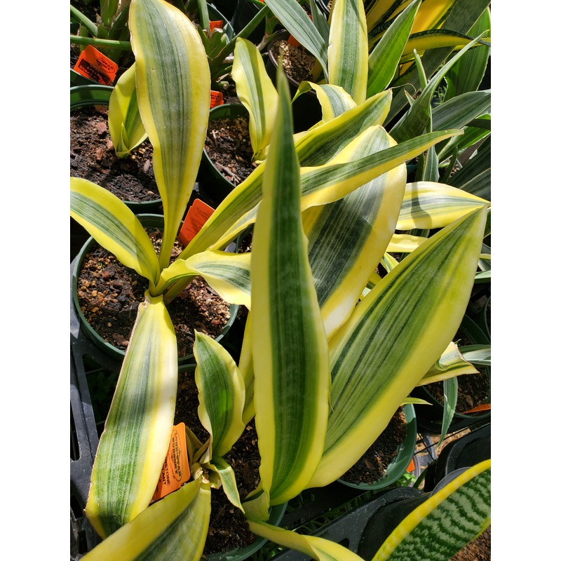 Sansevieria –Yellowstone Snake Plant–
