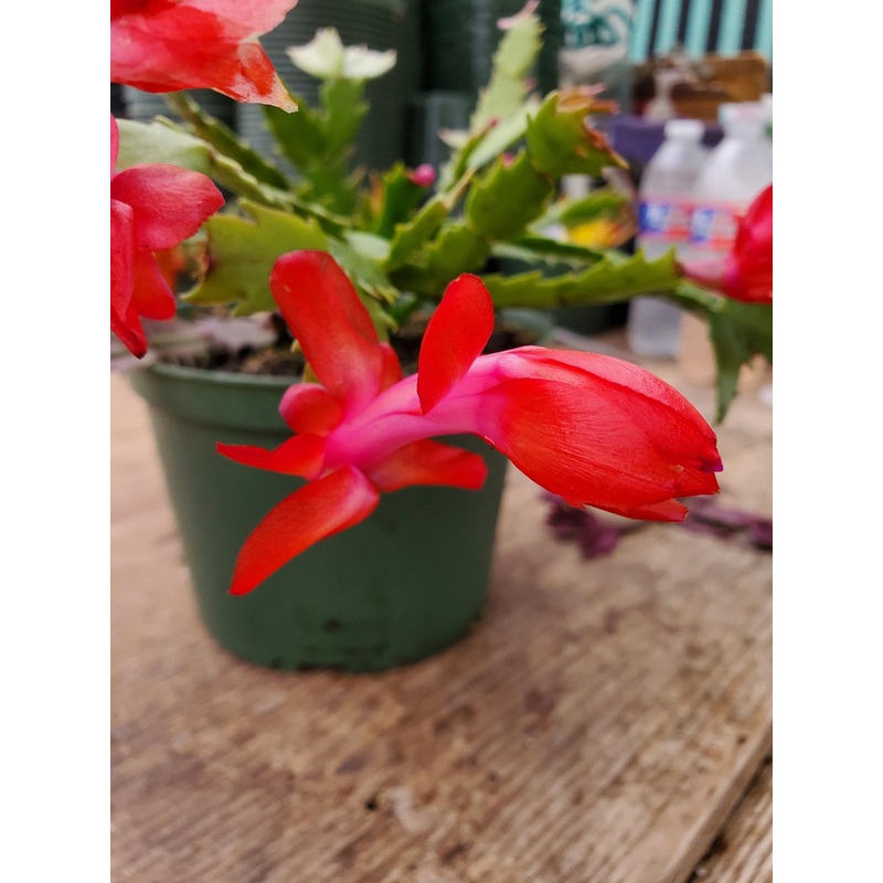 Schlumbergera x –Caribbean Dancer Christmas Cactus–