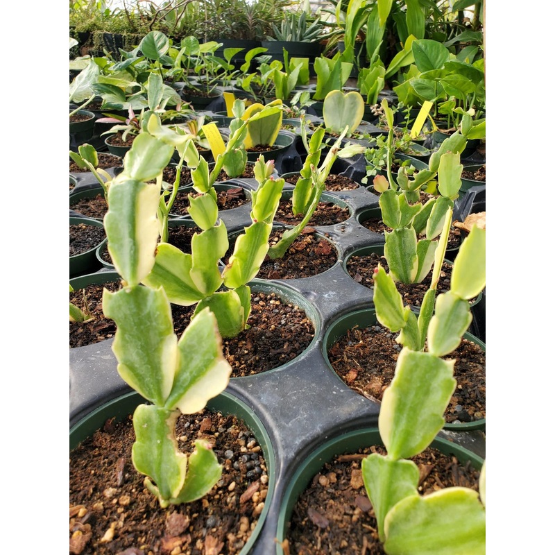 Schlumbergera x –Variegated Christmas Cactus–
