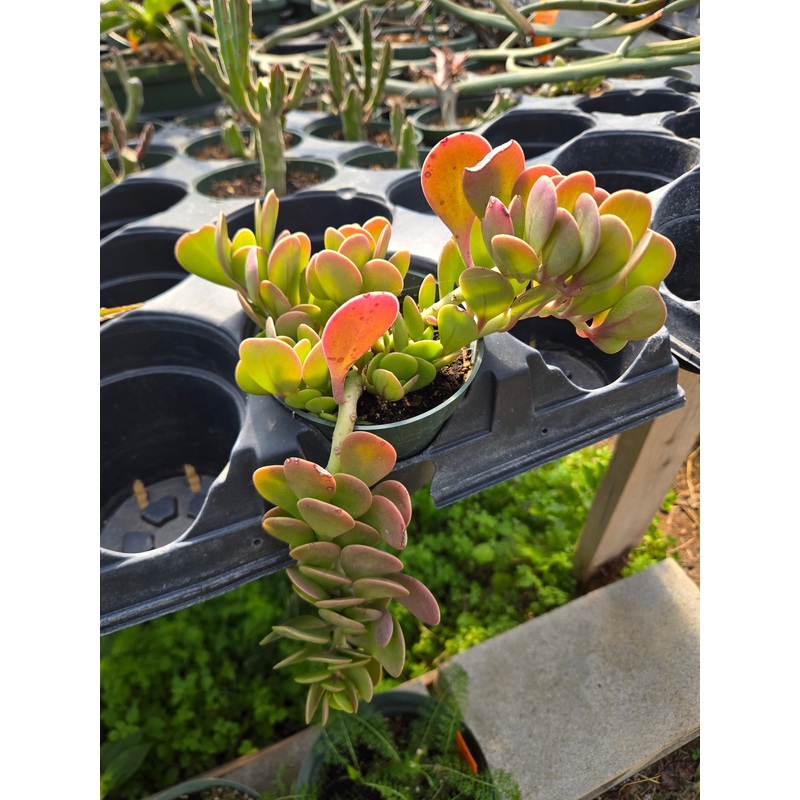 Senecio jacobsenii –Trailing Jade–