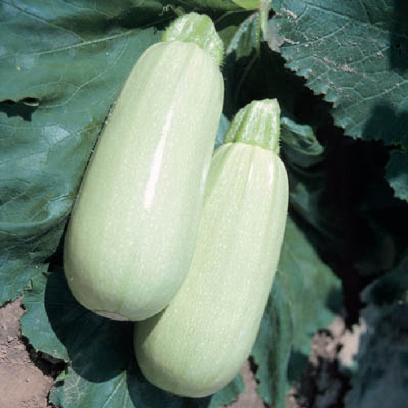 SQUASH ‘Blanco Lungo Cylindrico’