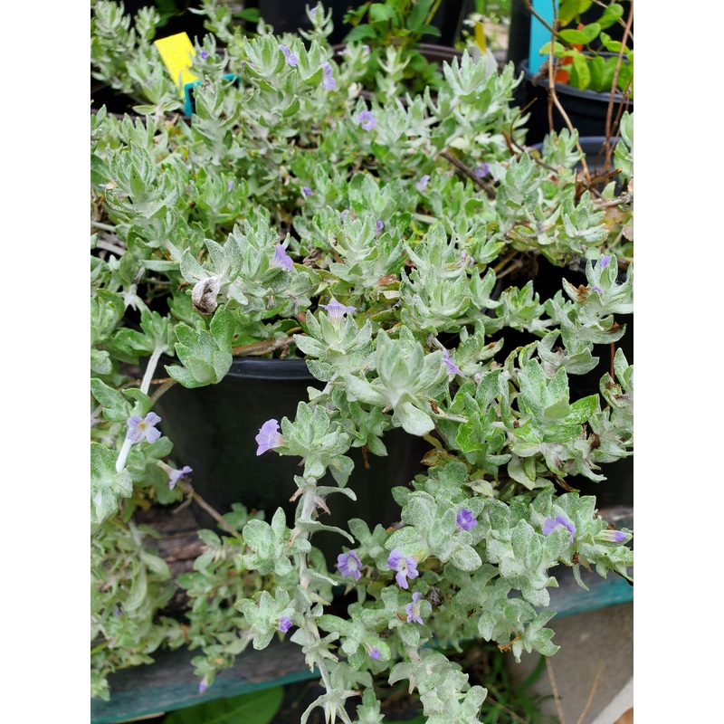 Stemodia lanata –Woolly Stemodia–